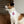 43 Proud and Free - Pet Bandana Collar